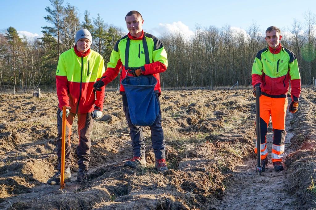 Die Azubis Elias Klapphut, Paul Grahn und Florian Bülow beim Eichenpflanzen auf dem Truppenübungsplatz in der Colbitz-Letzlinger Heide. Sie alle wollen Forstwirte werden.