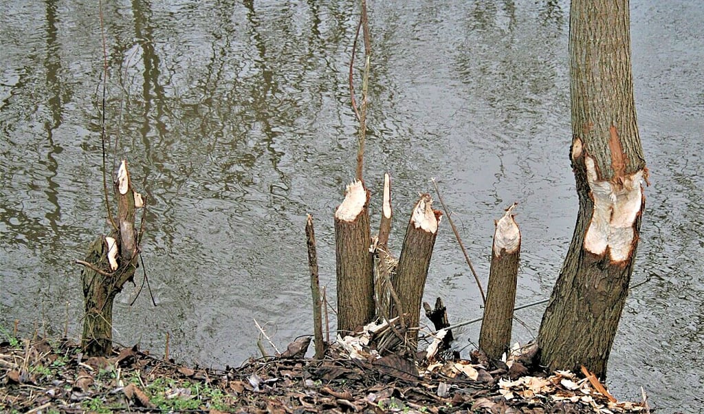 Biberspuren in Roßla am Mühlgraben