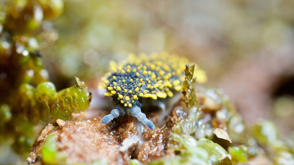 Böden sind laut einer neuen Studie weltweit das artenreichste Ökosystem.