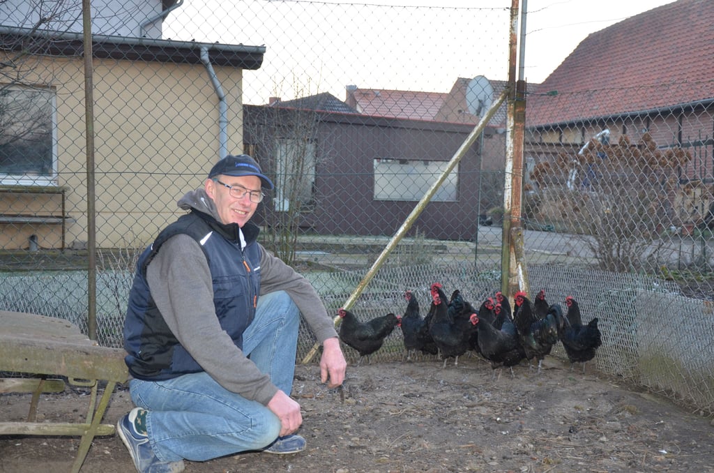 Thomas Zenker, Vorsitzender vom Kleintierzuchtverein Hordorf/Oschersleben mit seinen Hühnern.