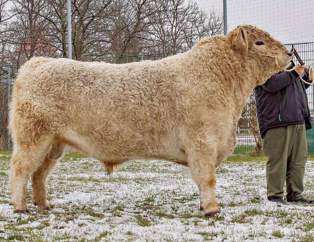 Der Galloway-Bulle Remus könnte für mehr als 8.000 Euro verkauft werden − oder gar nicht „über den Ladentisch“ gehen.