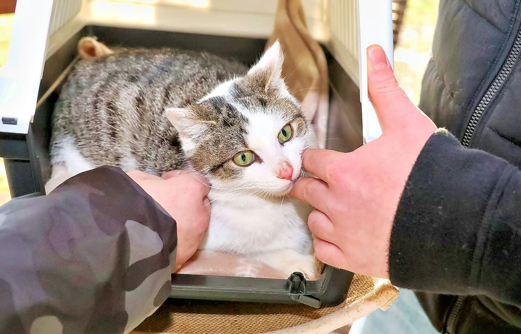 Der durch ein Tellereisen verstümmelte Kater hat jetzt ein liebevolles Zuhause gefunden und wurde auf den Namen Igor getauft.