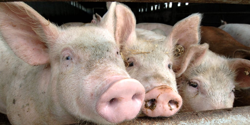 Die Betreiber der Gladauer Schweinezuchtanlage setzten auf nachhaltigeres Wirtschaften durch regenerative Energien und mehr Tierwohl. Doch Tierschützer und Stadträte sind noch nicht überzeugt.