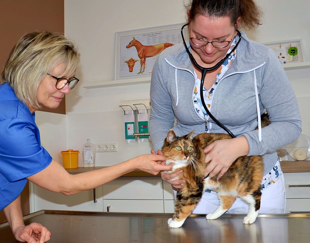 Tierärztin Jenny Metzner (rechts) und Helferin Manuela Völker bei der Untersuchung von Schmerzpatientin Mauzi aus Borne.