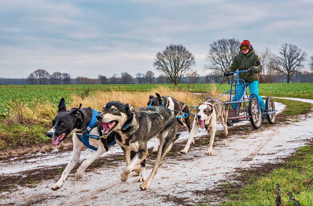 Das Gespann von Hundetrainerin Corinna Lauke will jetzt nur noch eins: Rennen, was das Zeug hält.