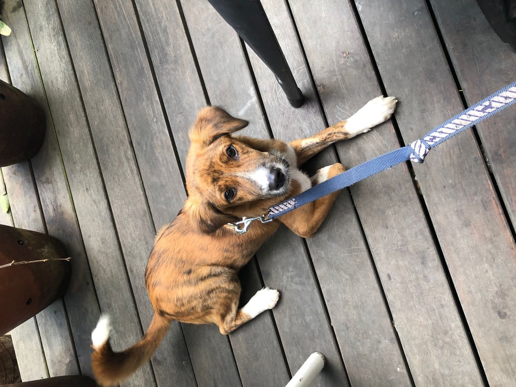 Der Hund „Sammy“ (undatierte Aufnahme). Der sechs Monate alte, ausländische Straßenhund hält die Polizei am Flughafen München auf Trab.