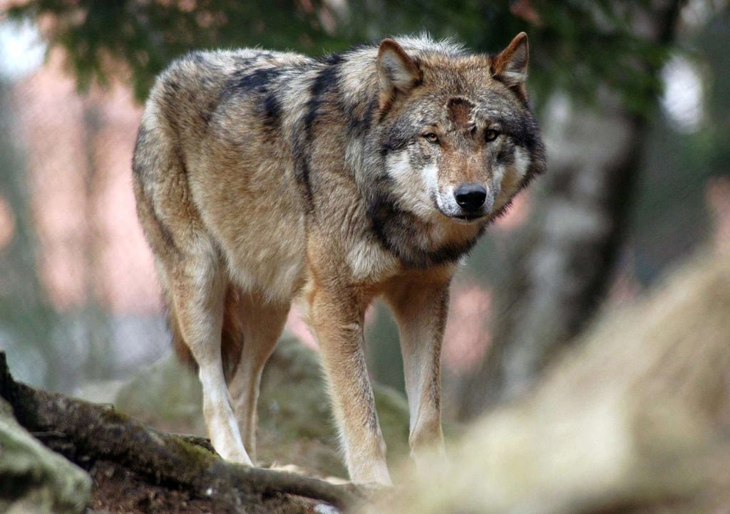 In der Nähe von Magdeburg gibt es bereits dokumentierte Wolfsrudel. Offenbar wandern einzelne Tiere auch durch das Stadtgebiet.