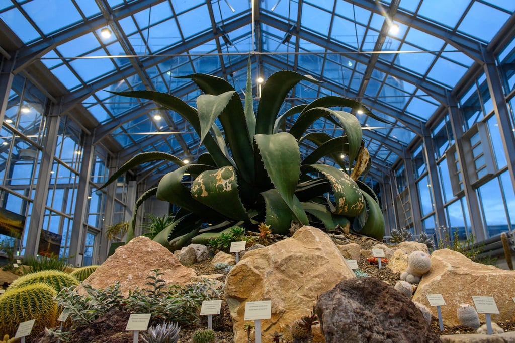 Ein Blick in die Gruson-Gewächshäuser in Magdeburg.