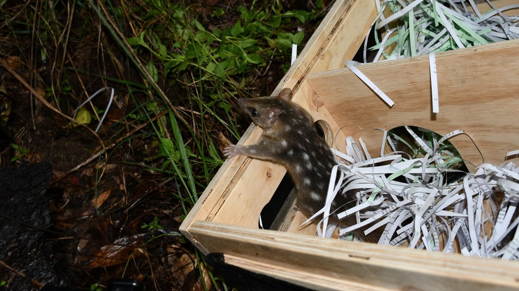 Nach dem Trip nach Melbourne sind die Marder wieder zurück in Queensland.