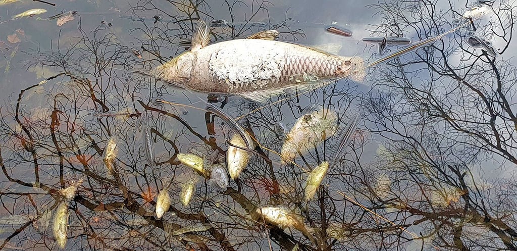 Die Fische verendeten in einem Teich in Ahlsdorf.