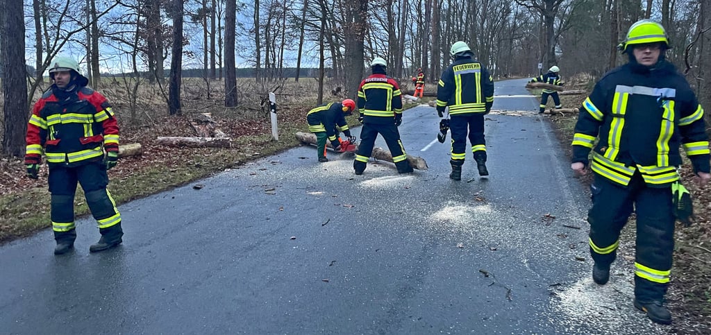 Erneut musste die Feuerwehr drei Bäume zwischen Garitz und Bärenthoren von der Straße räumen.