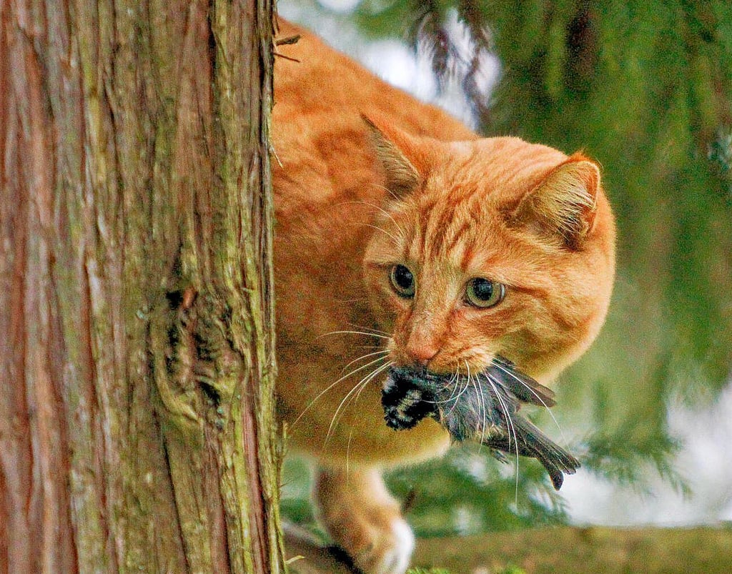 Katzen vertreiben: Tierschutzverein Stendal gibt Tipps gegen Streuner im  Garten