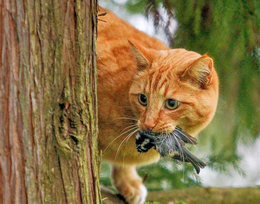 Schätzungen zufolge erbeuten Katzen in Deutschland Jahr für Jahr 200 Millionen Vögel.