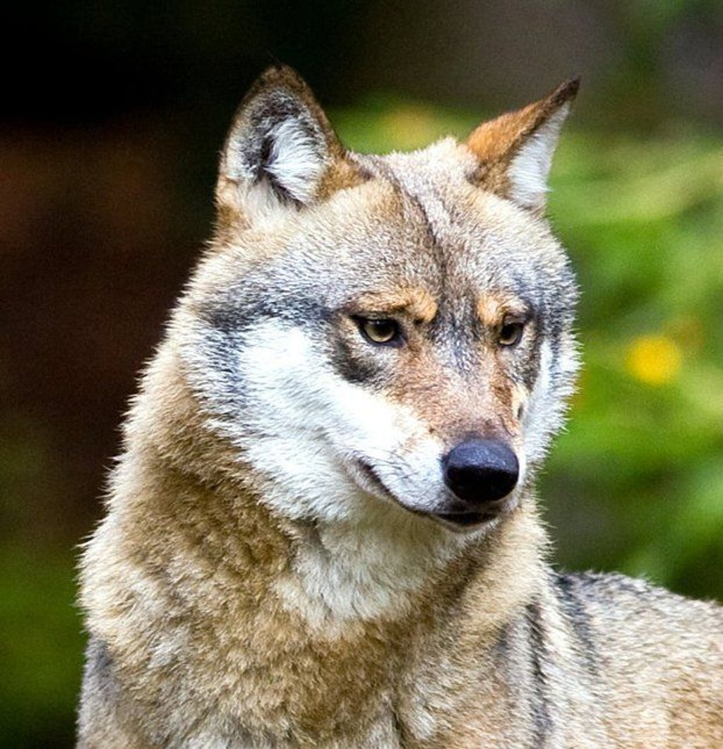Symbolfoto - Tötete ein Wolf die Schafe in Roßla?