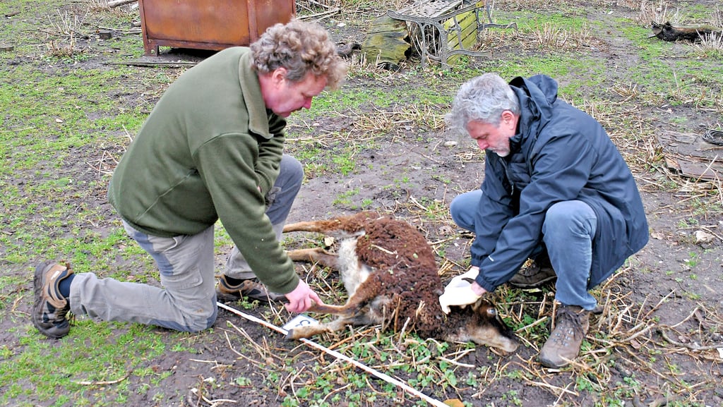 Michael Unger vom Wolfskompetenzzentrum Iden (r.) und Mario Leps begutachten eines der fünf toten Soay-Schafe, die in der Nacht zum 6. Januar auf einem Grundstück in Luso gleich hinter dem Haus allerwahrscheinlichkeit nach von zwei Wölfen gerissen wurden. Die Spuren sind ziemlich eindeutig.