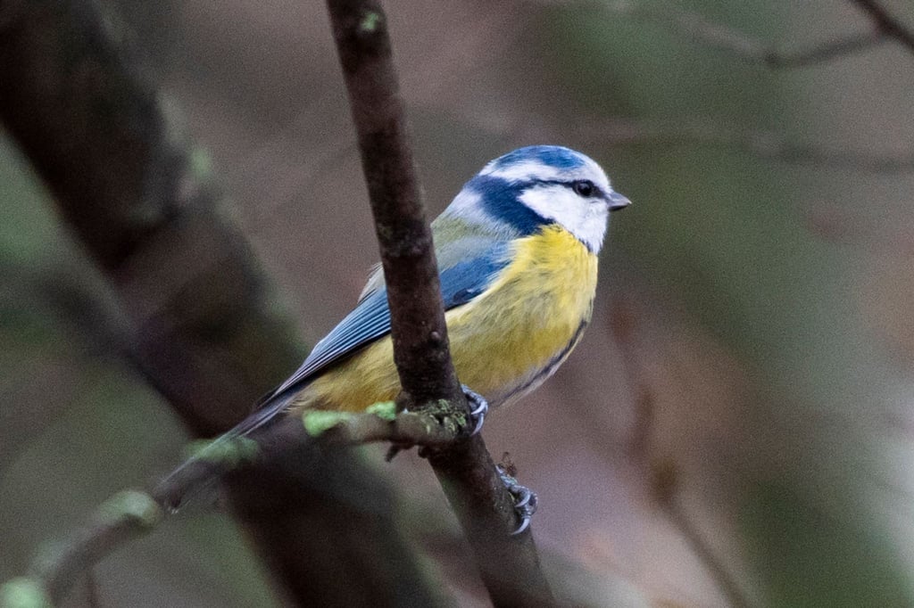 Eine Blaumeise sitzt auf einem Ast.
