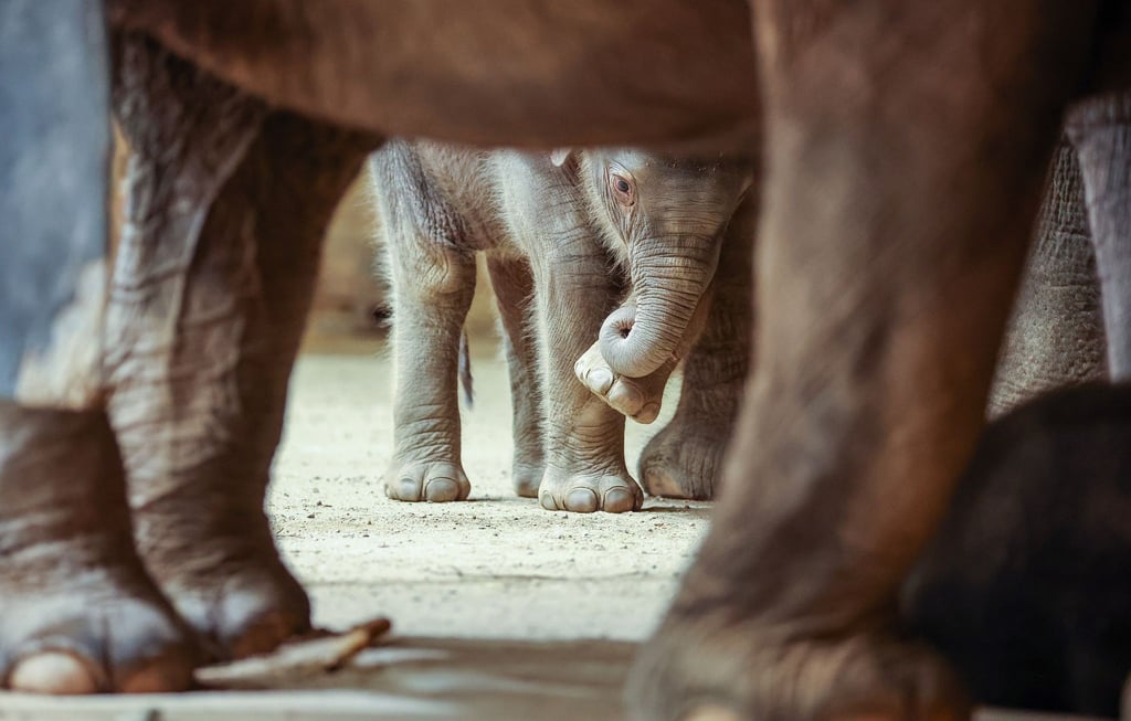 Die Tochter von Thuza und Voi Nam schaut zwischen anderen Elefanten im Leipziger Zoo hindurch.