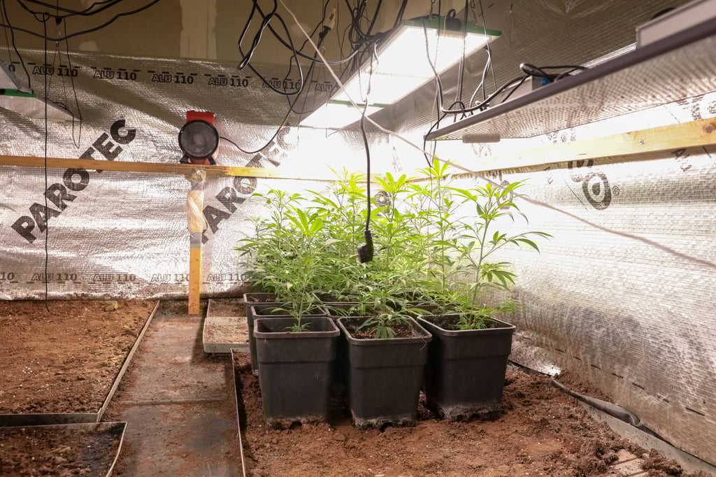 Cannabispflanzen.