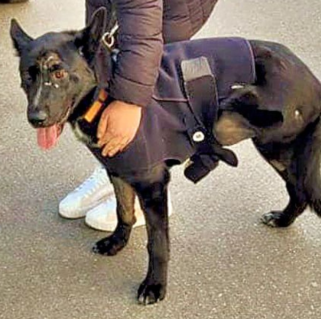 Hund Verliert Zähne Mit 7 Jahren Tierliebe: Hund verliert bei Zug-Unfall Pfote und wird im Tierheim