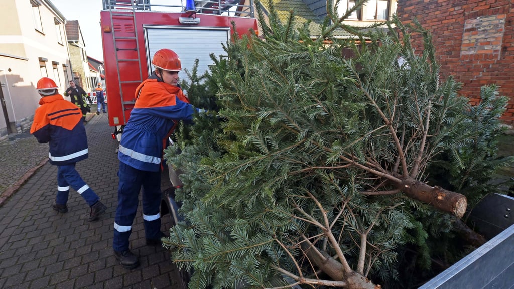 Die Mitglieder der Jugendfeuerwehr gingen am Sonnabend in Frose von Haus zu Haus, um die Weihnachtsbäume für das Osterfeuer abzuholen.