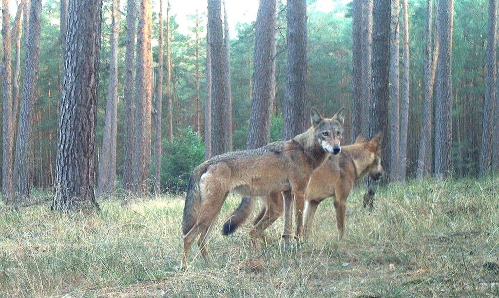 Wölfe auf einer Wildkamera in der Altmark. Ihre Population wächst, aber nicht exponentiell.