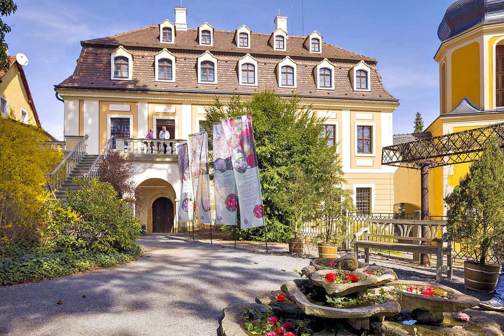 Auch im Landschloss Pirna-Zuschendorf können etliche Kamelien bestaunt werden.