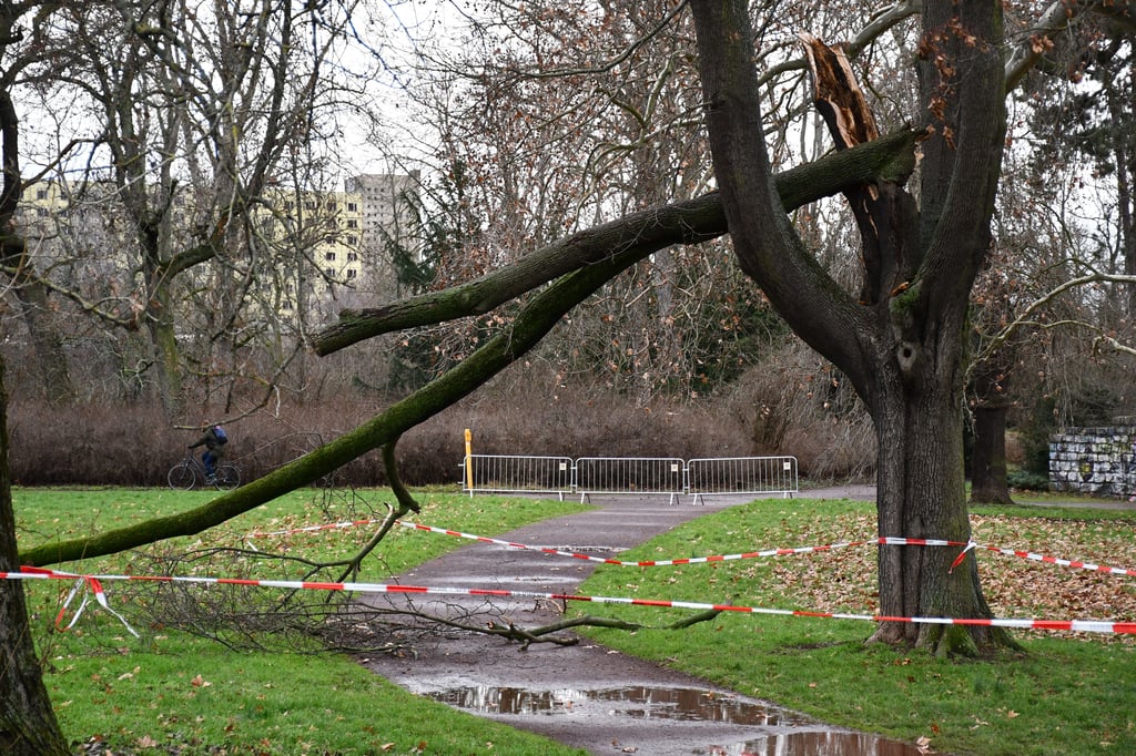 Im Magdeburger Vogelgesang-Park ist ein großer Ast von einem Baum herabgestürzt.