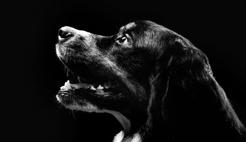 Für manche potentiellen Hunde- oder Katzenhalter kommen schwarze Tiere grundsätzlich nicht infrage.