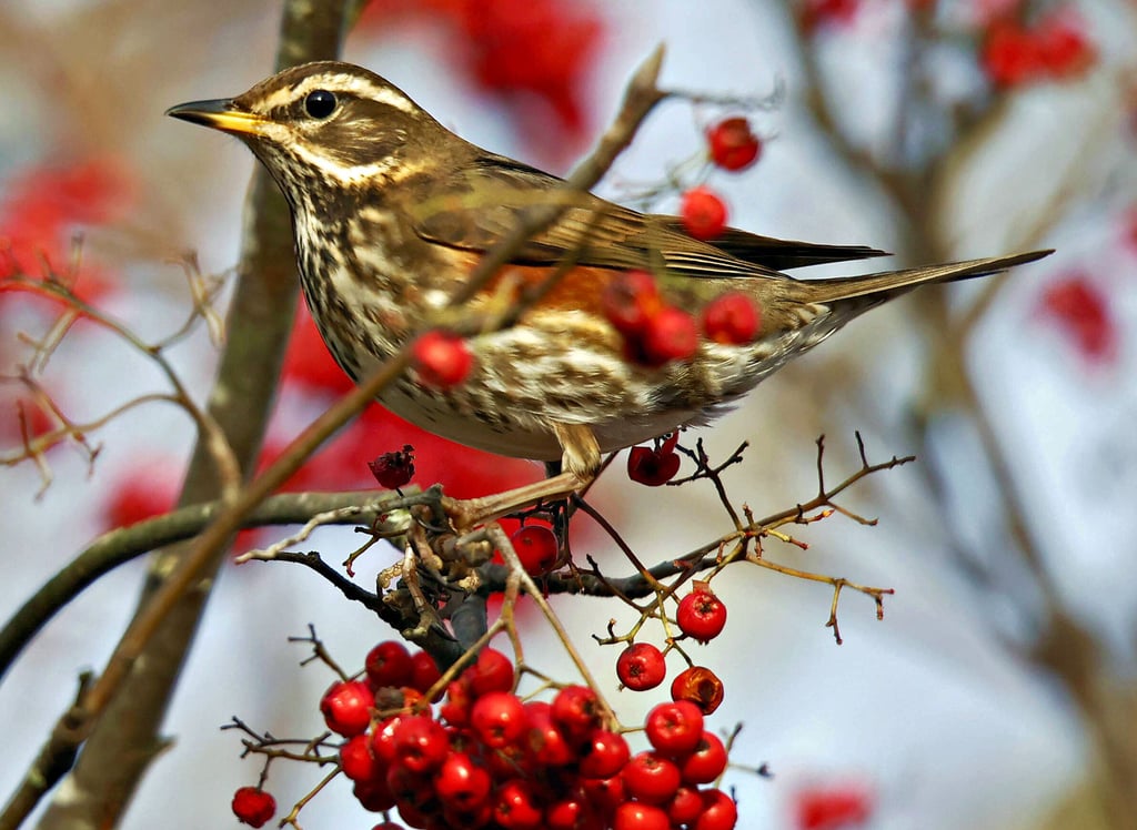 Rotdrossel, die. Mag Beeren, aber anders als der Seidenschwanz keine vergorenen. Damit das ein für alle Mal klar ist.
