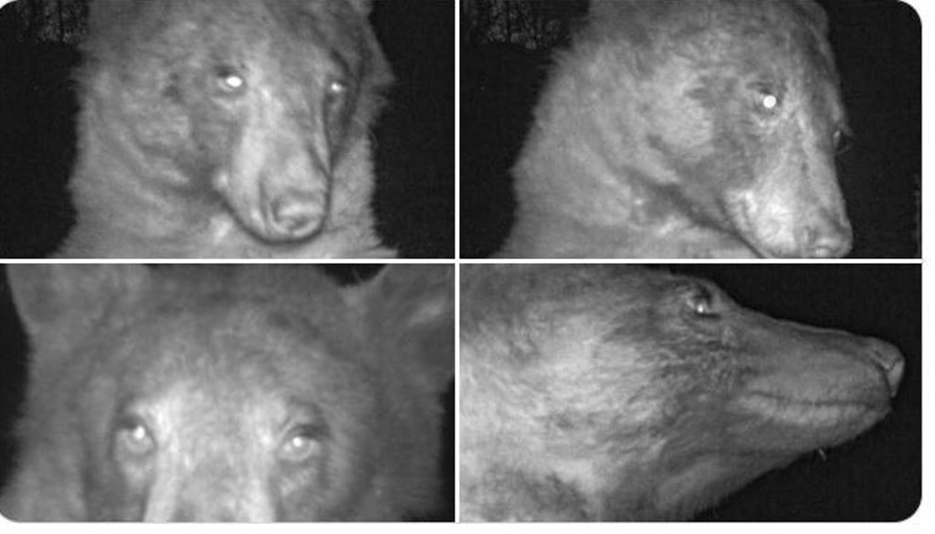 Hunderte Selfies hat ein Schwarzbär in einem Naturpark in den USA mit einer Fotofalle geschossen.