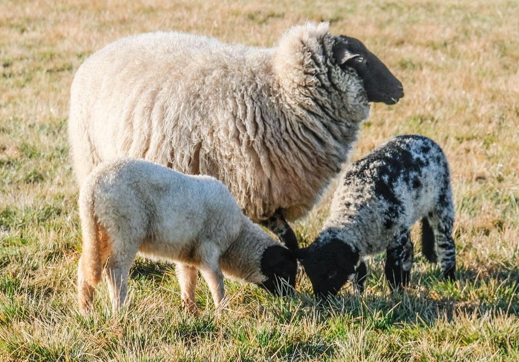 Gemeinsam beim Frühstück. In der Herde von Schäfer Frank Seide stehen bereits 25 Lämmer. Viele Mutterschafe sind noch trächtig.