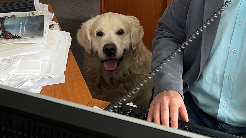 Ob Buddy bald Bürohund im Alten Rathaus in Magdeburg werden darf?