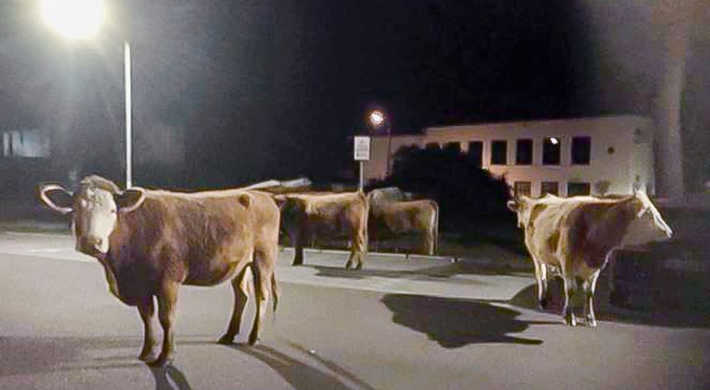 Ausgebüxte Kühe vor dem Kornhaus in Dessau.