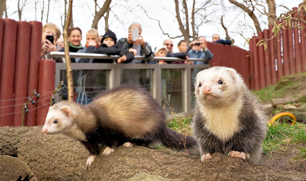 Eine Station beim anderthalbstündigen Neujahrsspaziergang war das Gehege der Frettchen. Die possierlichen Tiere begrüßten ihre Gäste bei frühlingshaften Temperaturen im Außenbereich.