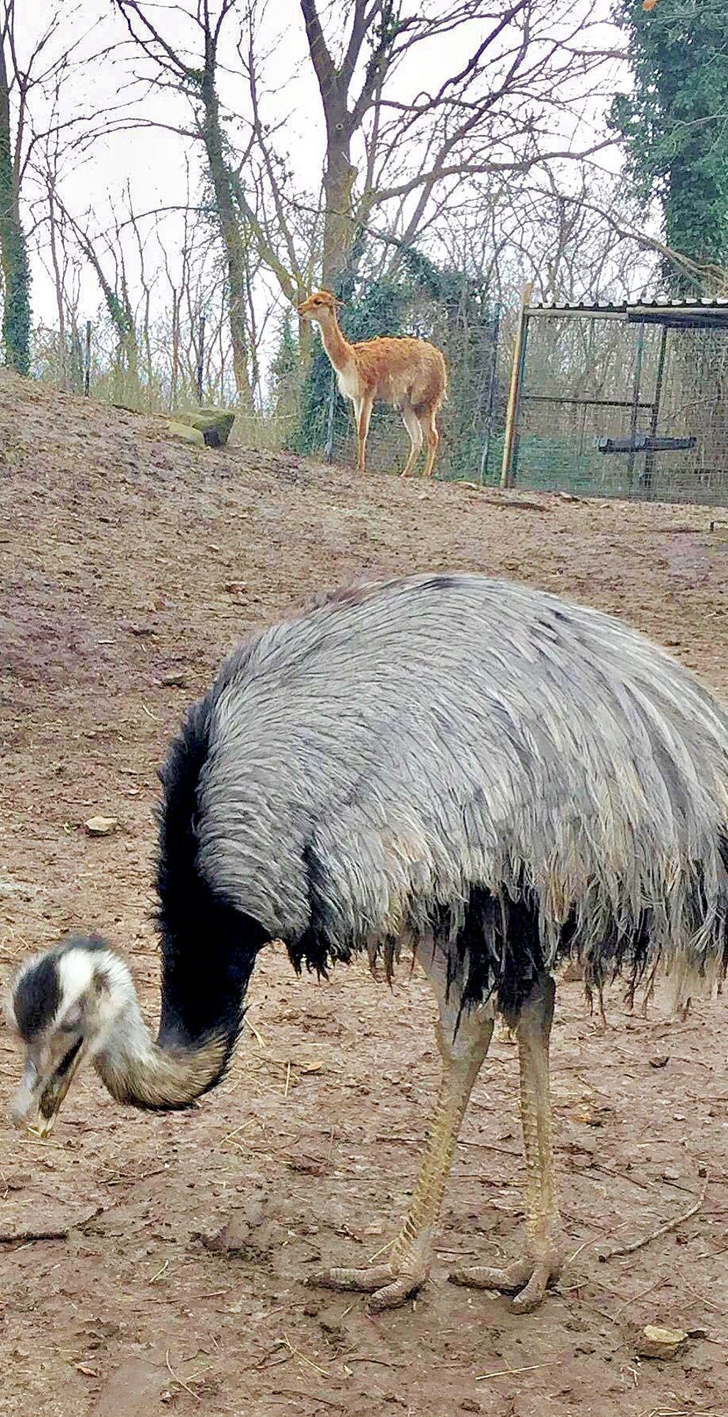 Für die Nandus im Ascherslebener Zoo würde es im Notfall eine Ausnahmegenehmigung geben.