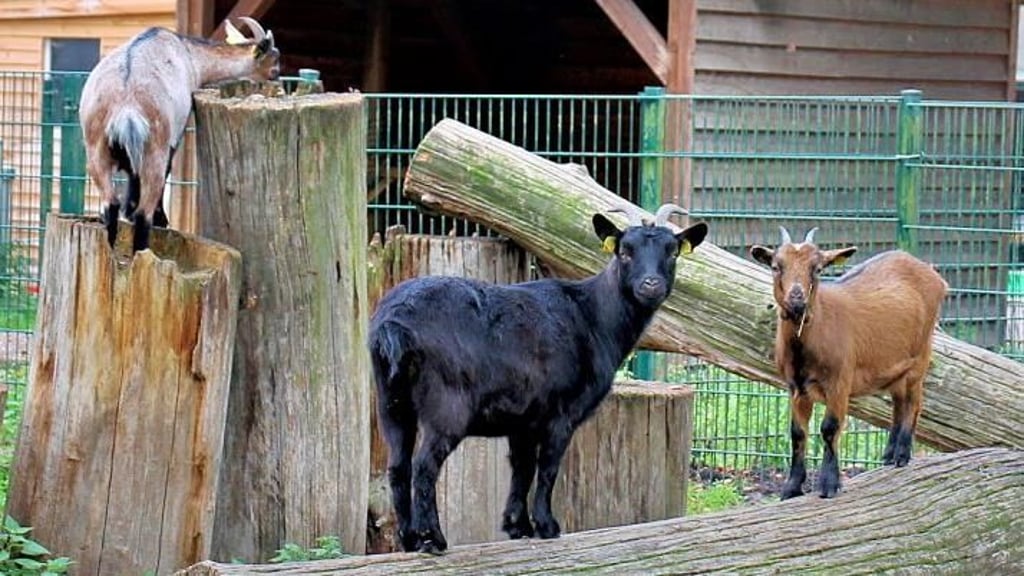 Ziegen im Wildpark Weißewarte.