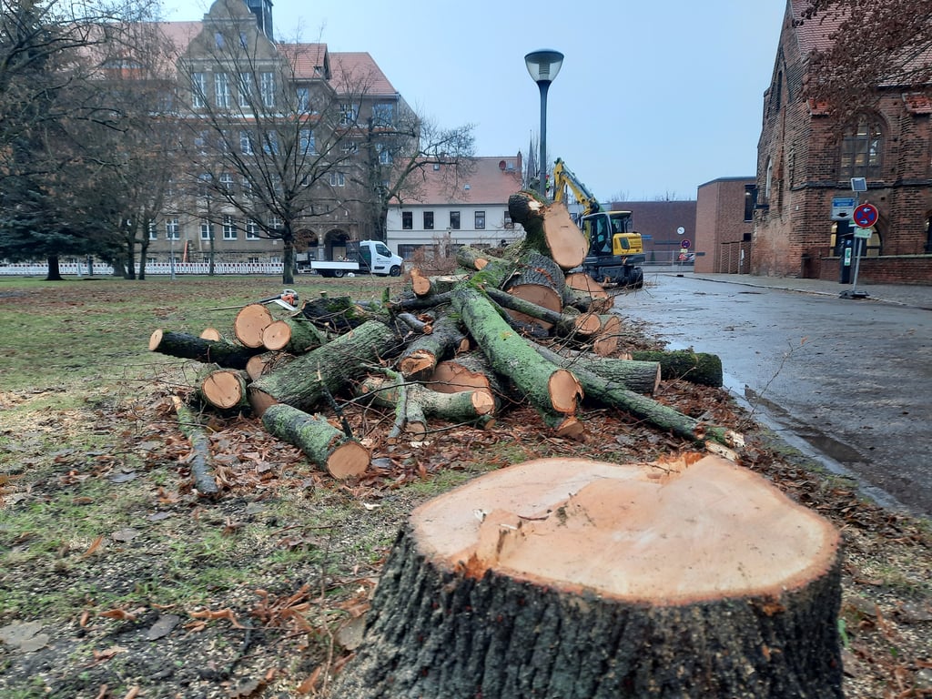 Die Bäume auf der Ostseite des Mönchskirchhofs in Stendal wurden kürzlich gefällt. Die Kirschbäume und die Blaufichte sollen im Rahmen der Umgestaltungspläne weichen.
