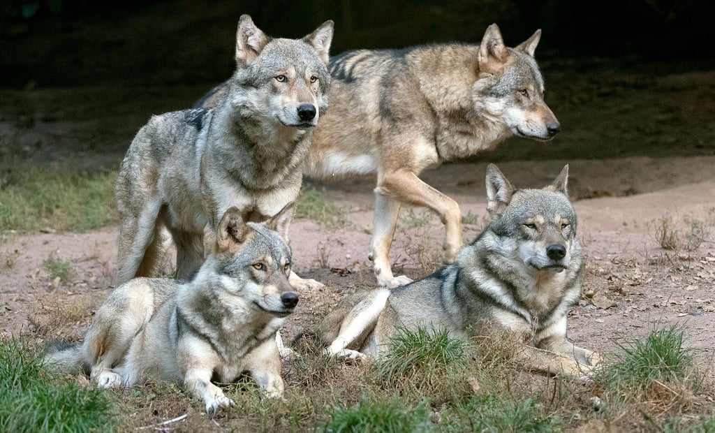 Nachweise, dass sich im Kalbeschen Werder Wölfe aufhalten, gibt es. Bislang konnte allerdings kein dort niedergelassenes Rudel festgestellt werden. Die Tiere aus den Nachbargebieten durchstreifen wohl diesen Bereich.