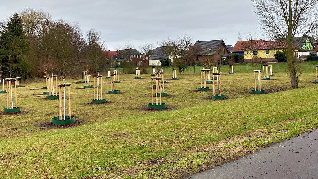 Auf der Grünfläche um den Magdeburger St.-Laurentius-Weg herum wurden 90 neue Bäume gepflanzt. Das geschah im Rahmen des städtischen Konzepts „Otto Bäumt sich auf.“