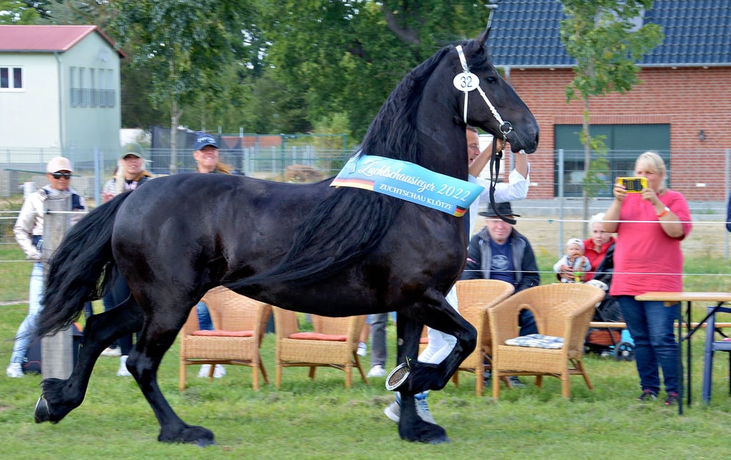 Das Siegerpferd Zwantje aus der Zucht von Detlef Elling bekam im Vorjahr während der Schau aus Anlass des 30-jährigen Bestehens des Deutschen Friesenzuchtverbandes auf der heimischen Anlage das Prädikat „Model“. Das war das erste und bisher einzige Mal in der langen Zucht-Karriere des Nesenitzers.