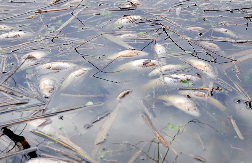 In den Stapelteichen liegen im Uferbereich tausenden tote Fische, die vermutlich aufgrund von Sauerstoffmangel verendet sind.