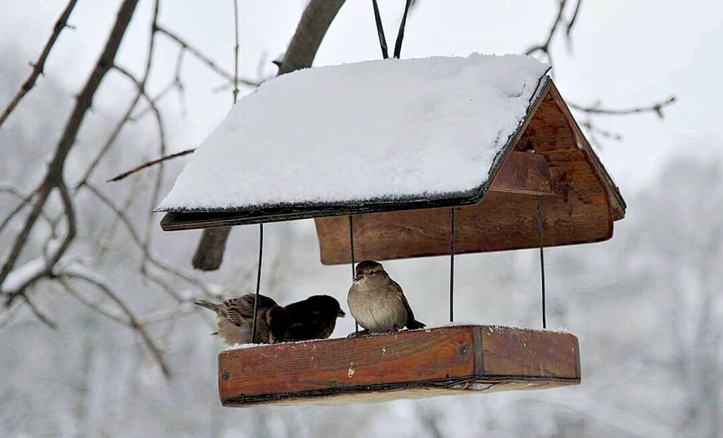 In milden Wintern können die Vögel in den heimischen Futterstellen auch in Magdeburg mal ausbleiben.