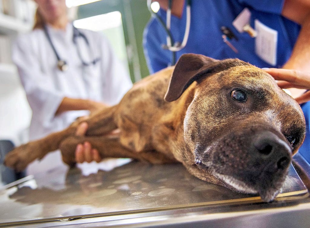 Wird der eigene Hund zum Notfallpatienten, müssen Halter sich auf stundenlange Fahrten einstellen.