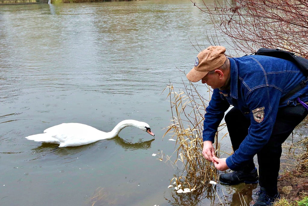 Der Höckerschwan auf der Saale in Bernburg wird von Uwe Henkel angefüttert, um ihn einzufangen und die Ringnummer am Fuß zu prüfen.