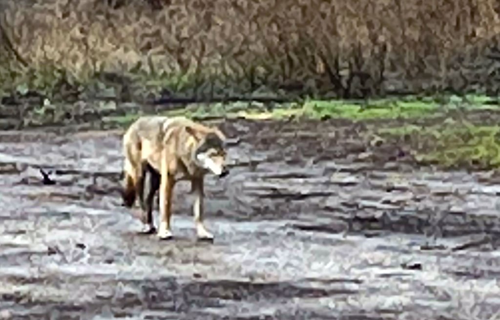 Im Bereich Weiße Brücke zwischen Allrode und Treseburg verschwand der Wolf im Wald.