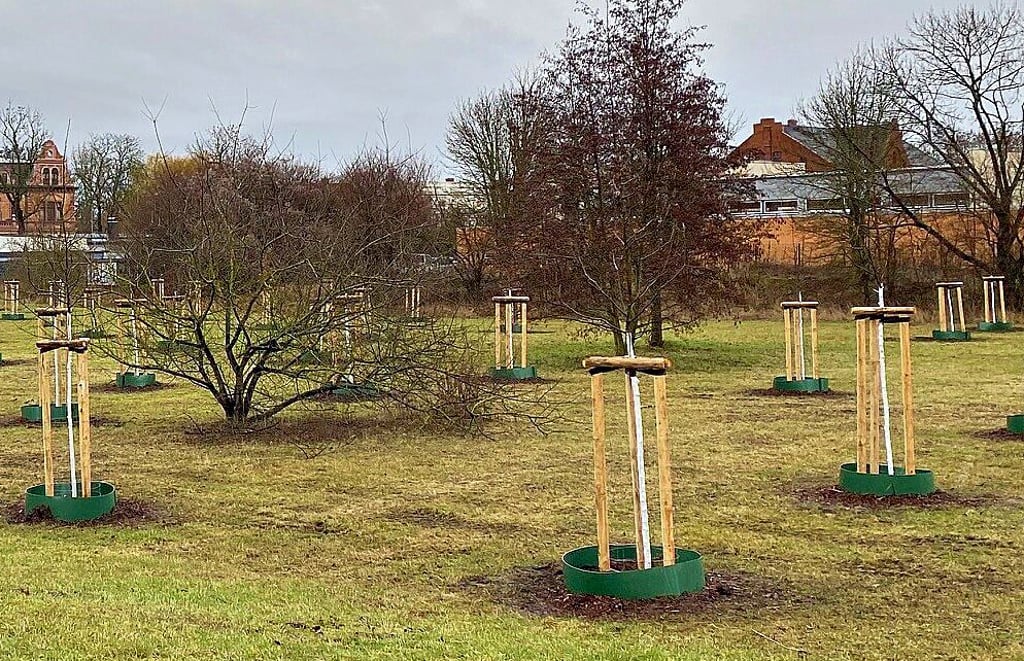 Neupflanzungen – hier ein Beispiel aus Alt-Olvenstedt im Westen Magdebursgs – sollen den Baumverlust vergangener Jahre ausgleichen.