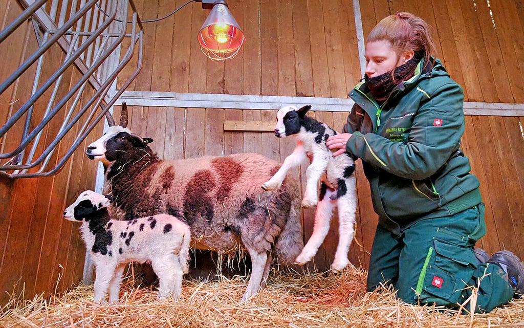 Tierpflegerin Carolin Kittler sieht nach den neugeborenen Jakobsschafen. Doch für die vorgeschriebenen Wildtierarten zählen diese junge Böcke nicht.