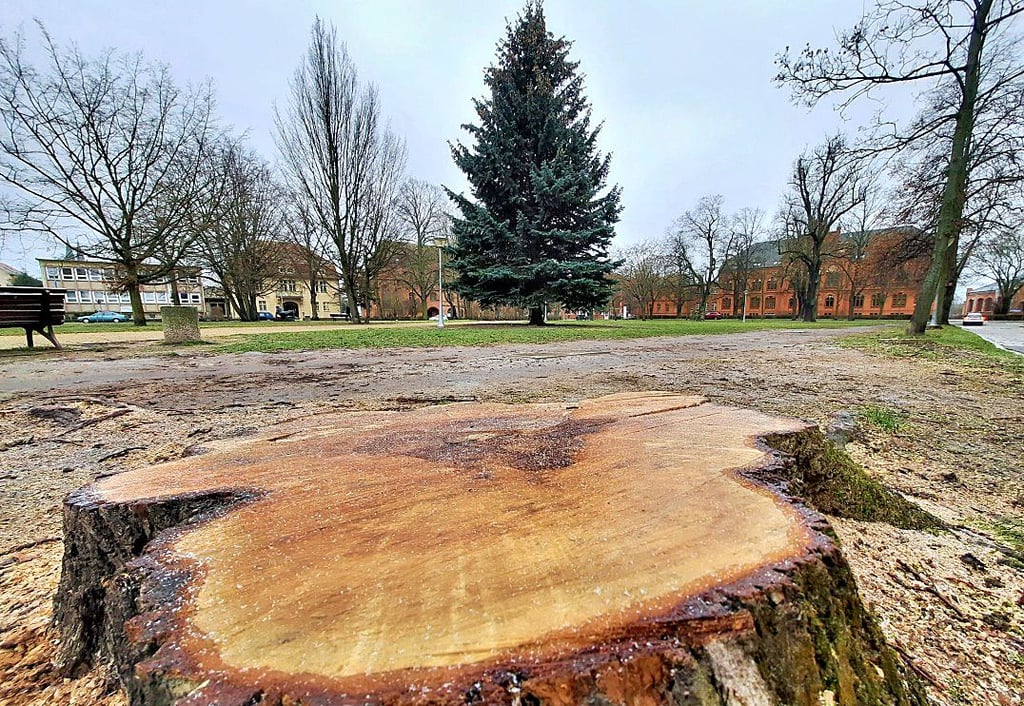 Der Stumpf eines Baumes, der für die Straßensanierung am Mönchskirchhof in Stendal gefällt wurde. Droht der Blaufichte im Hintergrund bei der Umgestaltung des Platzes ein ähnliches Schicksal?