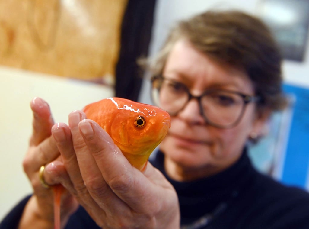 Die Fischtierärztin Sandra Lechleiter in ihrer Praxis mit einem betäubten Goldfisch während einer klinischen Untersuchung.