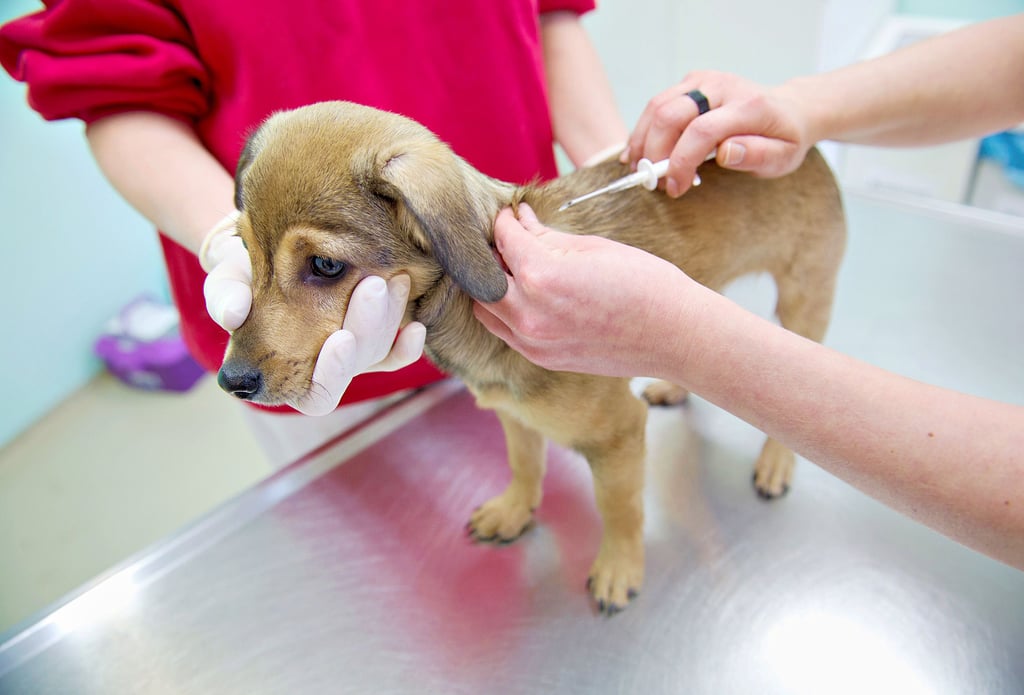 Seit Ende November gilt eine neue Gebührenordnung für Veterinäre. Dadurch sind die Preise beim Tierarzt zum Teil enorm gestiegen.